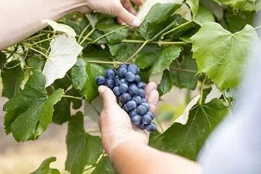 Close up of hand picking grapes off the vine. 