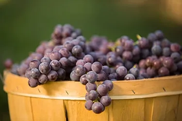 Close up of bunches of grapes in a wooden basket