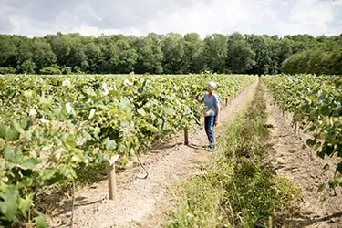 Farmer walking down row in vineyard checking grapes