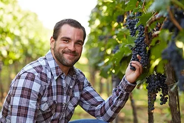 Farmer smiling, holding a bunch of Concord grapes on the vine.