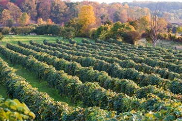 Vineyard during fall, surrounded by trees