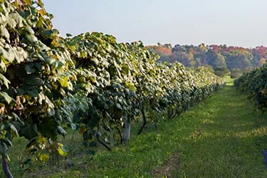 Rolling vineyard rows surrounded by trees in the fall