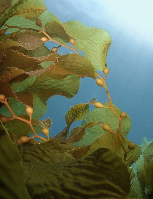 bio-circular materials derived from organic waste