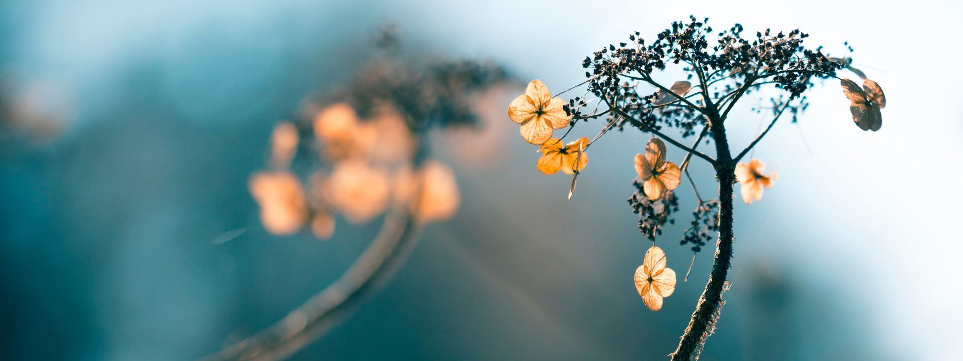 Trauerbegleitung dank Hospiz & Palliativ Akademie