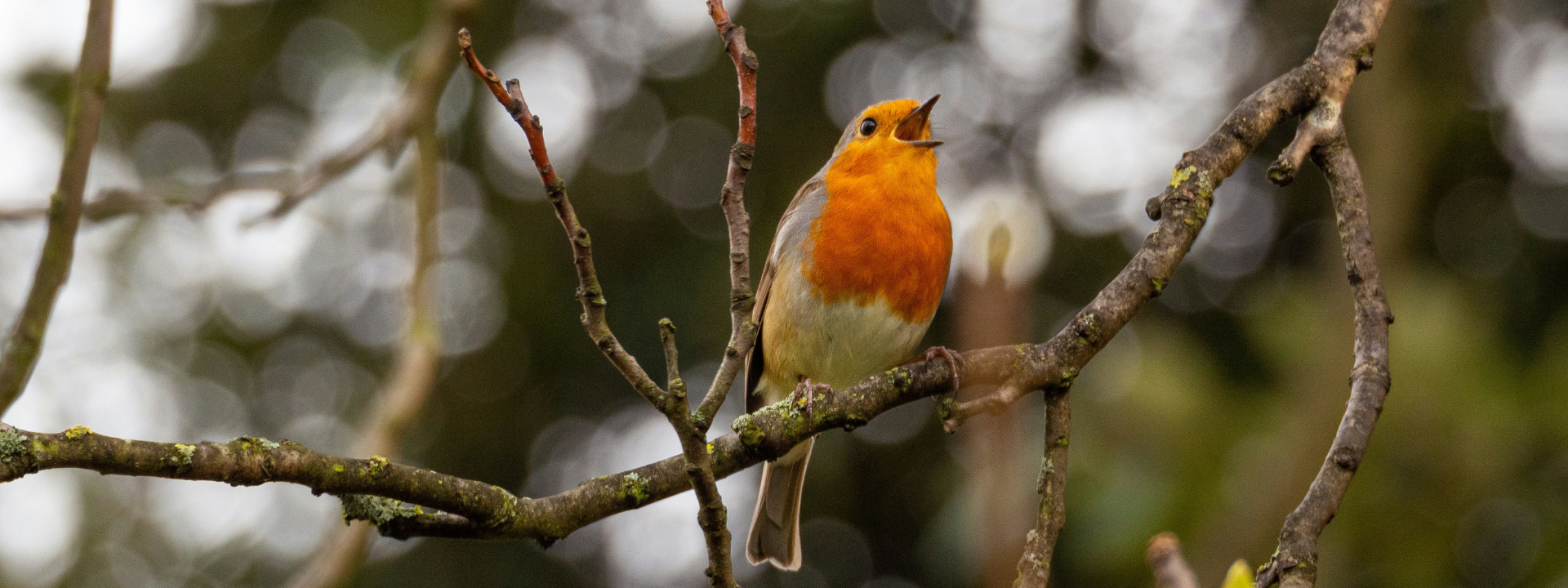 Stimmliches Potenzial erkennen und nutzen