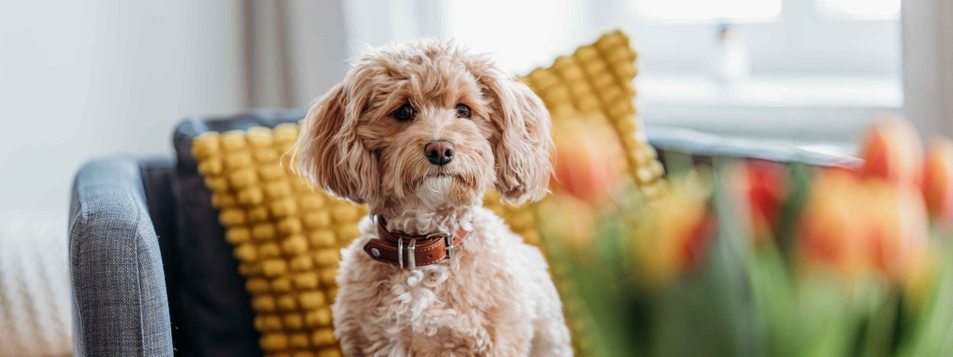 Psychisch gesund mit Herz und Hund