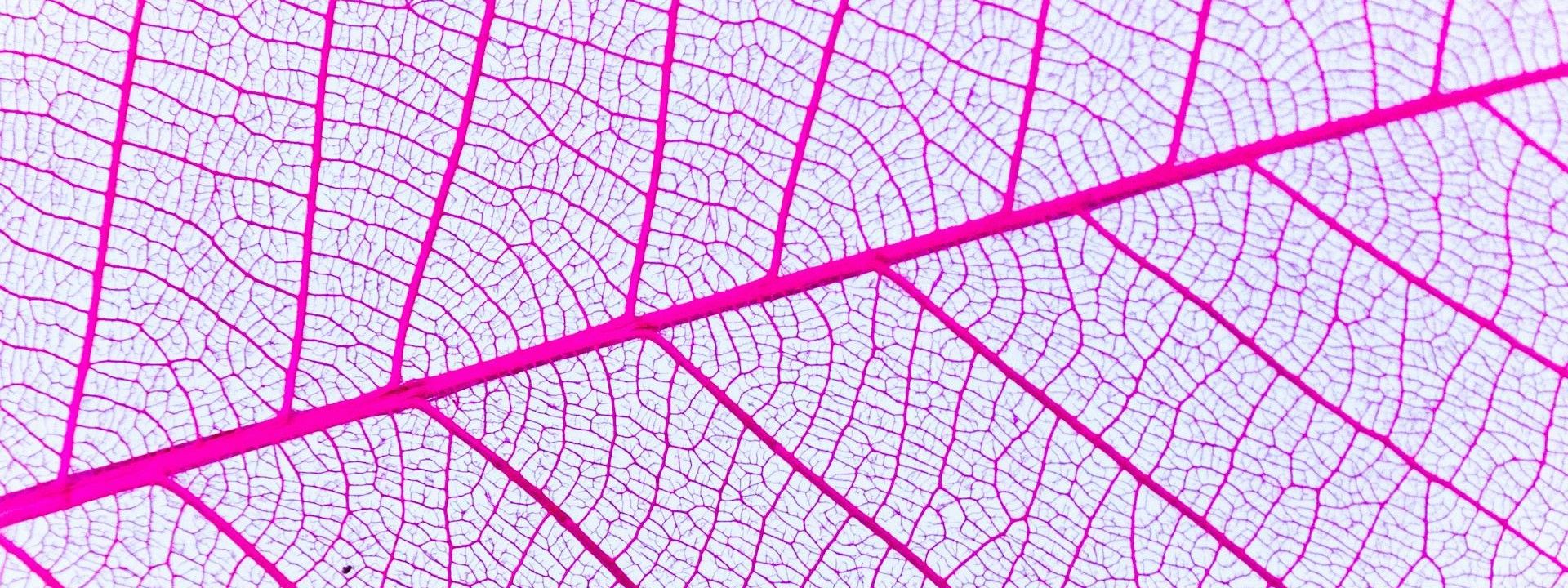 Neue Expertin für Gefäßerkrankungen