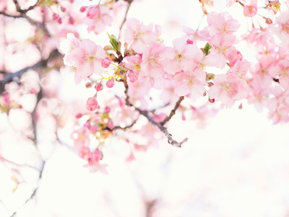 fRIEDA - Frauengesundheitszentrums Ried ist unser Partner