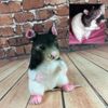 Hamster Stuffed Animal Plush