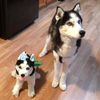 Personalized Husky Stuffed Animal Plush Lookalike