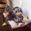 dachshund stuffed animal