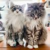 cat clone plush of pet