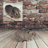 Rat Stuffed Animal Plush Lookalike