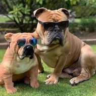 Personalized Bulldog Stuffed Animal Plush Lookalike