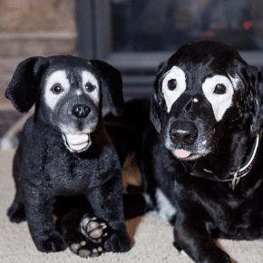 custom lookalike dog stuffed animals by breed