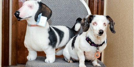 Hope, the Blind & Deaf Doxie Gets a Plush Twin