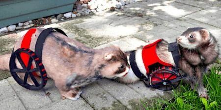 Ferret in a Wheelchair Meets His Plush Lookalike