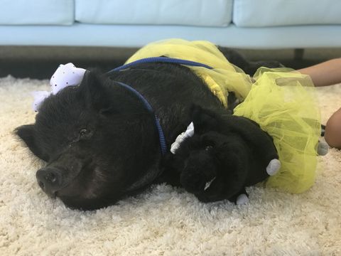 custom pig stuffed animal