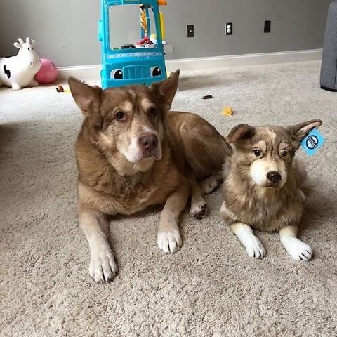 Personalized Husky Stuffed Animal Plush Lookalike