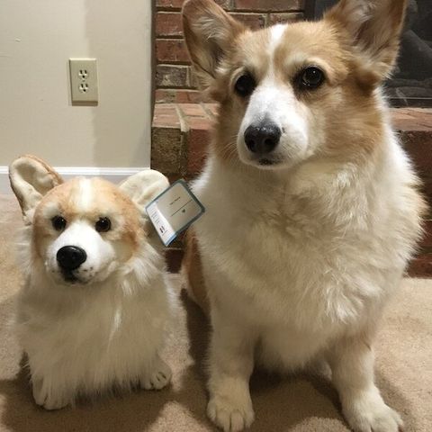 Corgi stuffed animal plush