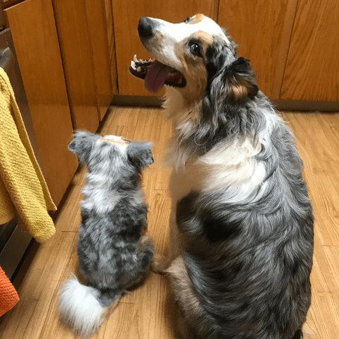 australian shepherd stuffed animal