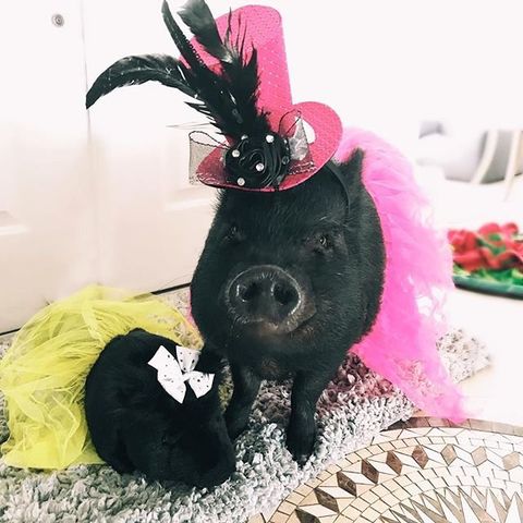 custom pig stuffed animals