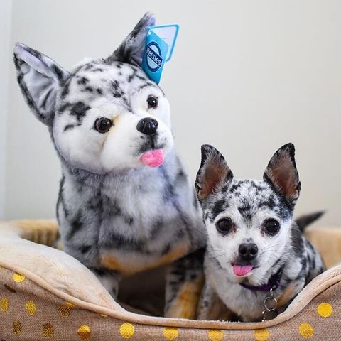 Chihuahua Stuffed Animals, Turn Your Pet into Custom Plush
