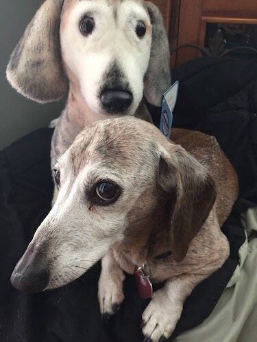 forevers dachshund plush lookalike realistic