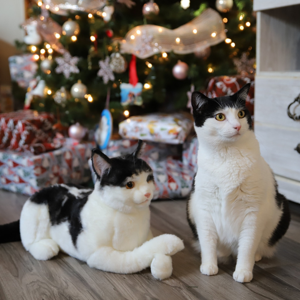 CAN I GET MY CAT STUFFED visual data 3