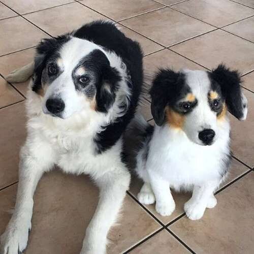 Border Collie Stuffed Animal Plush Lookalike