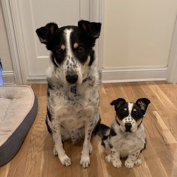 Personalized Dog Stuffed Animal Plush Lookalike