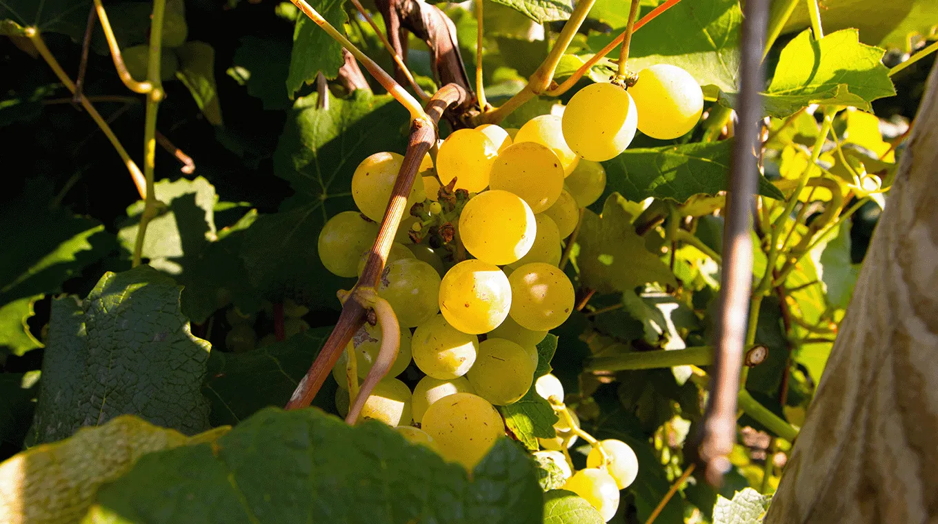 A close up of green grapes on the vine