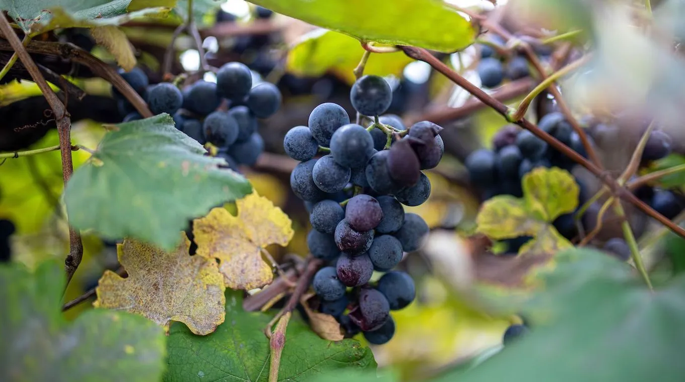 Concord Grapes from Betts Farm