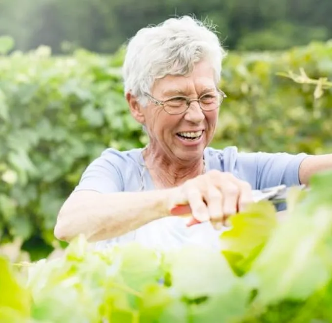 An elderly female farmer smiling, harvesting Welch's Concord grapes